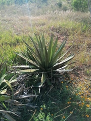 Agave convallis