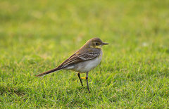 Motacilla citreola
