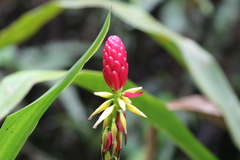Pitcairnia kniphofioides
