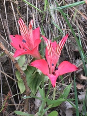 Alstroemeria ligtu