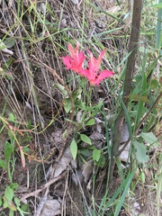 Alstroemeria ligtu