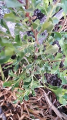 Baccharis flabellata