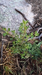 Baccharis flabellata