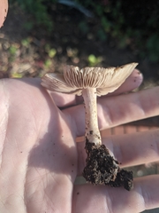 Inocybe