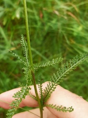 Achillea setacea