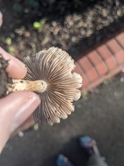 Inocybe