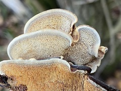 Metuloidea murashkinskyi