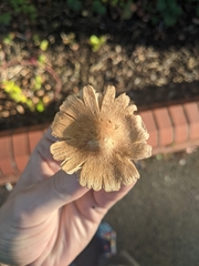Inocybe