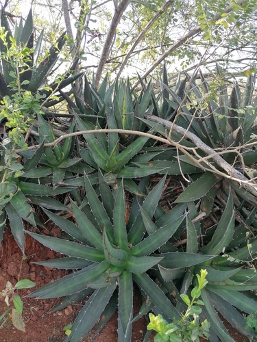 Agave convallis (Agave convallis)