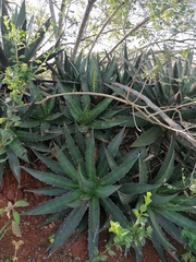 Agave convallis