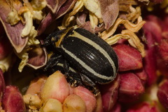 Anchylorhynchus tremolerasi