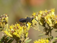 Apiomerus lanipes