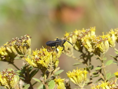 Apiomerus lanipes
