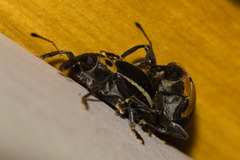 Anchylorhynchus tremolerasi