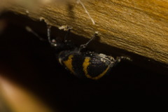 Anchylorhynchus tremolerasi