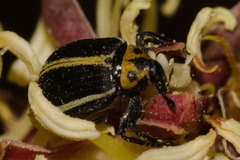 Anchylorhynchus tremolerasi