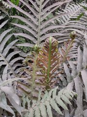 Neoblechnum brasiliense