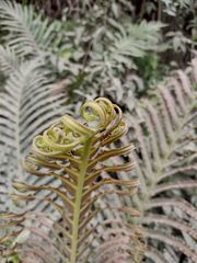 Neoblechnum brasiliense