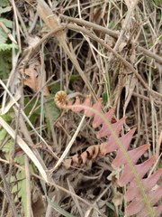 Neoblechnum brasiliense