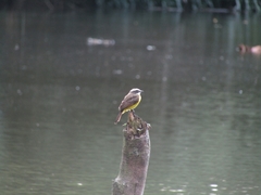 Myiozetetes cayanensis hellmayri