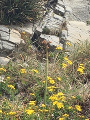 Phycella cyrtanthoides