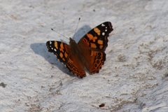 Vanessa annabella