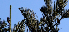 Melanerpes aurifrons