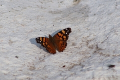 Vanessa annabella