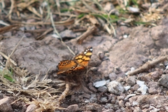 Vanessa annabella