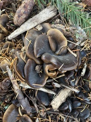 Hohenbuehelia petaloides