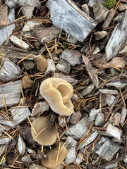 Hohenbuehelia petaloides