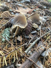 Hohenbuehelia petaloides