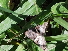 Melipotis nigrobasis