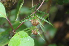Epidendrum yarumalense