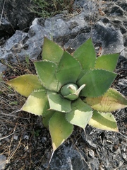 Agave potatorum