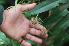 Epidendrum yarumalense