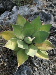 Agave potatorum