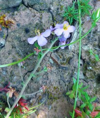 Chaenostoma caeruleum