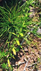 Chaenostoma caeruleum