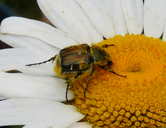 Trichiotinus piger