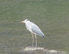 Ardea cinerea