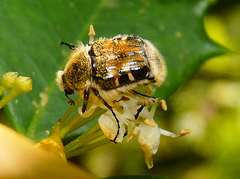 Trichiotinus affinis