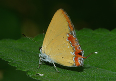 Heliophorus ila