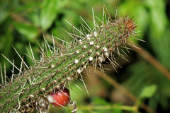 Cleistocactus baumannii