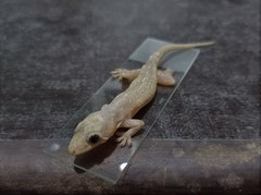 Hemidactylus frenatus