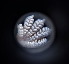 Hemidactylus frenatus