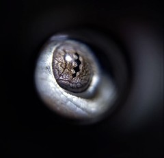 Hemidactylus frenatus