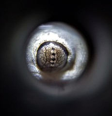 Hemidactylus frenatus