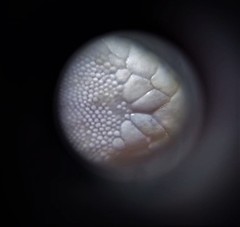 Hemidactylus frenatus