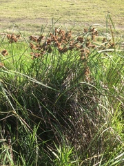 Cyperus solidus